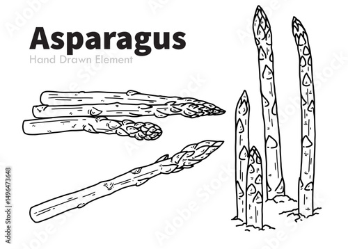 hand drawn vector illustration of an Asparagus