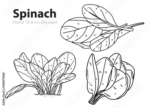 hand drawn vector illustration of spinach