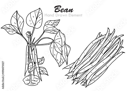hand drawn sketch of green beans