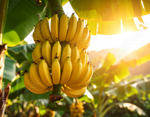 Close-up of a bunch of ripe yellow bananas hanging on a tropical banana tree