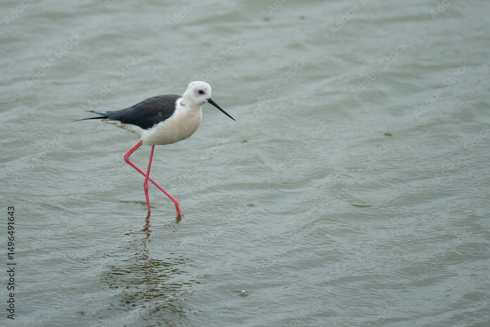 Delicate Black-Winged Stilt Wades on a Rainy Day in Tainan Taiwan Delicate Black-Winged Stilt Wades on a Rainy Day in Tainan Taiwan