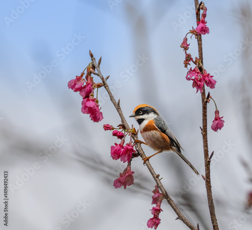 Endemic Black-Throated Tit in Nantou Park