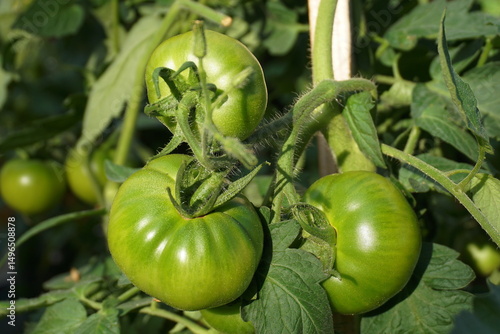 Green Beefsteak Tomatoes Growing on the Vine – Close-Up of Unripe Tomatoes on the Branch.