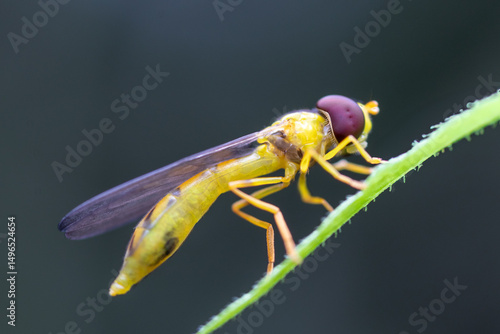 macro of a fly