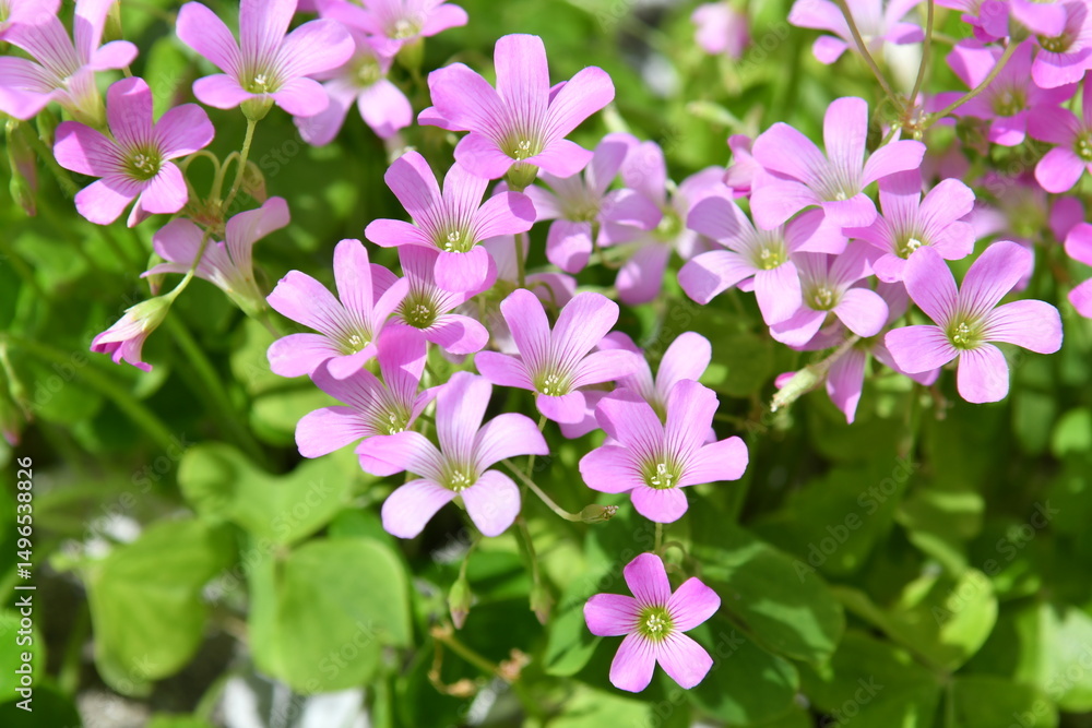 Naklejka premium 雑草の花