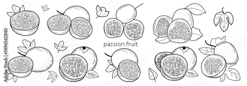 Passion fruit  doodle vector stock vector illustration. One passion fruit berry, cut passion fruit with seeds, two berries on a branch, branch with passion fruit and leaves. Hand drawn image.Black out