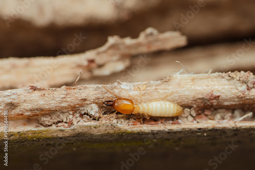 Termite walking on damaged wood in house
