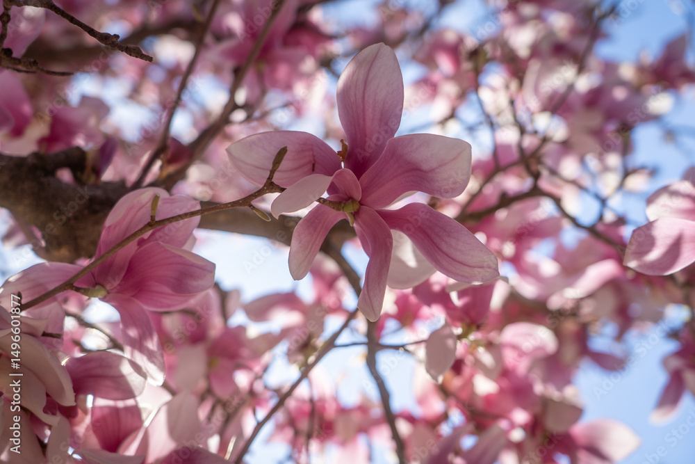 Obraz premium magnolia flower