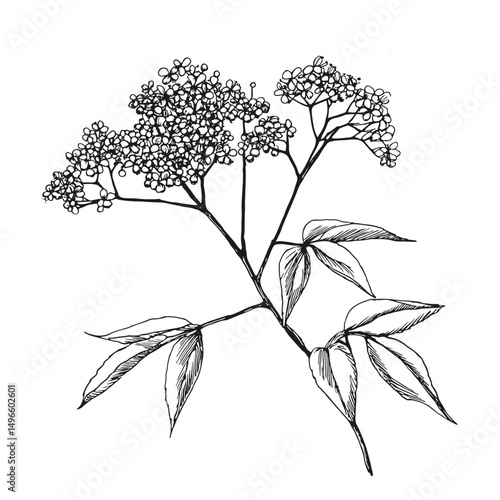 Delicate vector illustration of blooming elderflower branches, showcasing intricate floral details. Ideal for botanical designs, eco-friendly projects, and natural health themes.