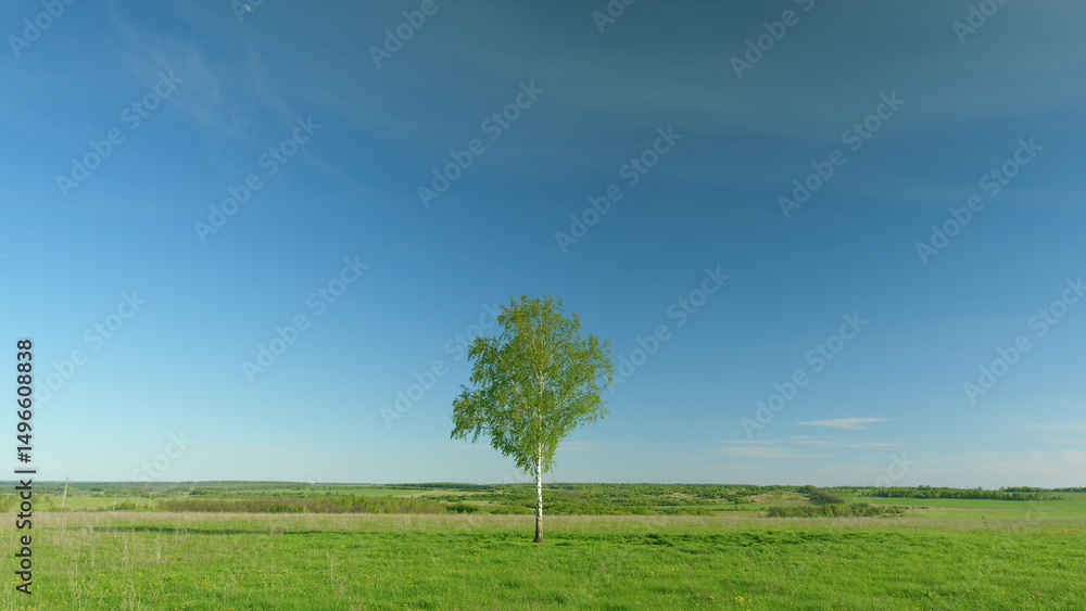Obraz premium A Solitary Tree Stands Majestically in a Lush Green Landscape Beneath a Clear Blue Sky