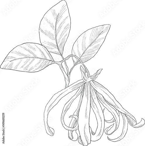 ylang ylang, cananga orodata flower sketch illuastration