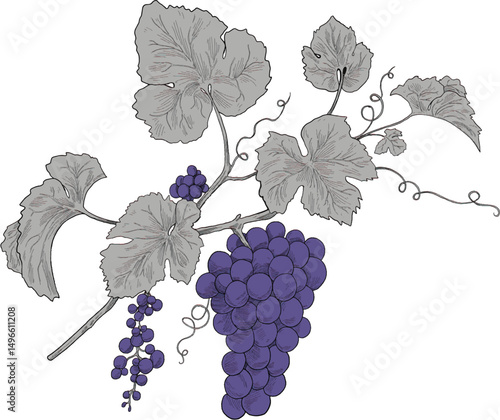 purple grapes bunch sketch illustration