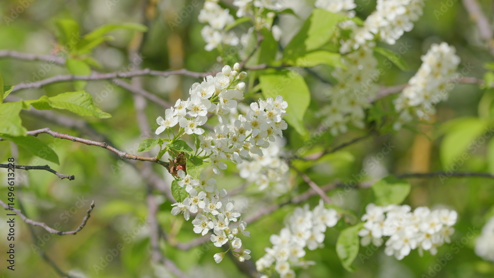 Admiring Beautiful White Flowering Plants in Full Blooming Glory During the Spring Season Admiring Beautiful White Flowering Plants in Full Blooming Glory During the Spring Season