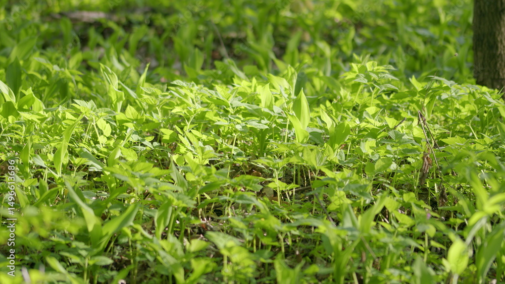 The lush and vibrant expanse of a sunlit forest floor, adorned with greenery, is truly enchanting The lush and vibrant expanse of a sunlit forest floor, adorned with greenery, is truly enchanting