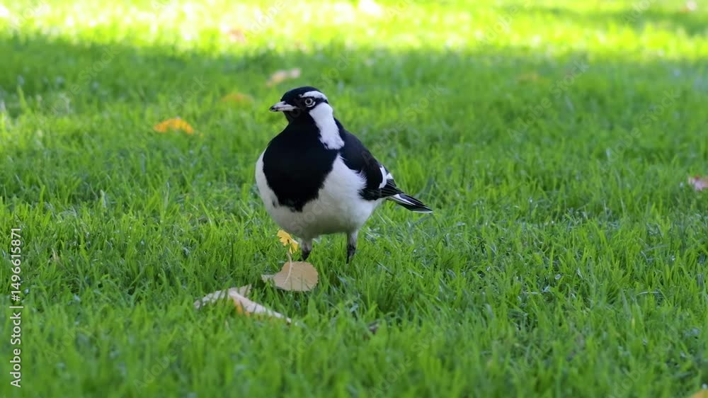 Black and White Bird Strolling on Green Grass Black and White Bird Strolling on Green Grass