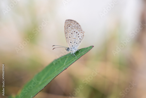 Wallpaper Mural Close up of small butterfly on green leaf Torontodigital.ca