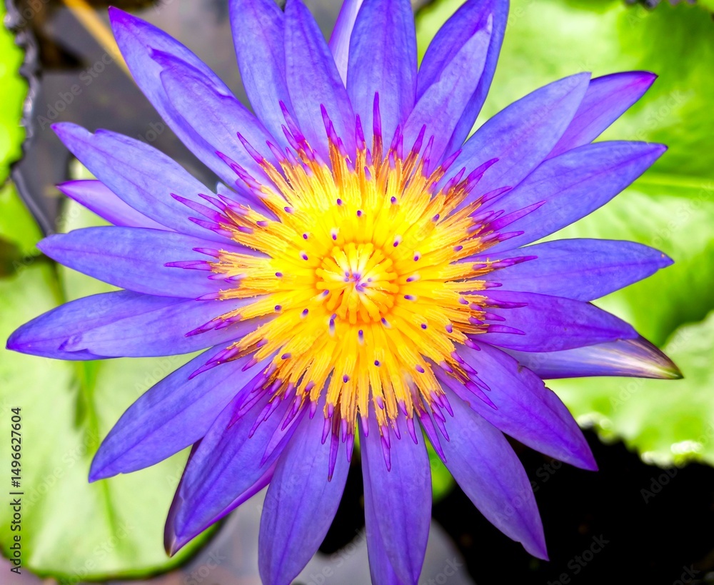 Obraz premium a purple lotus in pond