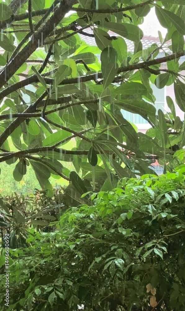 Calabash Fruit Hanging from Tree Branch under raining Calabash Fruit Hanging from Tree Branch under raining