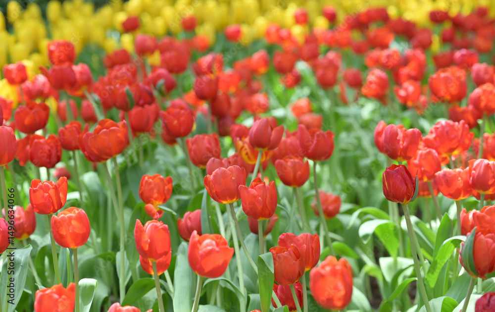 Fototapeta premium A field of red and yellow tulips in full bloom creates a cheerful spring landscape, glowing with natural beauty, perfect for nature and flower lovers.