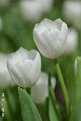 Close-up of a white tulip in bloom, surrounded by green leaves and blurred tulips in the background, creating a soft and colorful springtime scene.