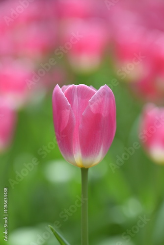 Close-up of a pink tulip in bloom, surrounded by green leaves and blurred tulips in the background, creating a soft and colorful springtime scene.