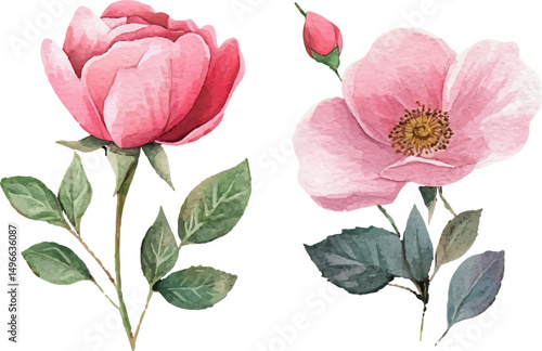 pink rose flower