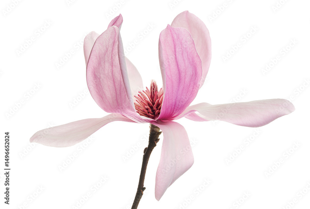 Obraz premium Magnolia liliiflora flower on branch with leaves, Lily magnolia flower isolated on white background with clipping path