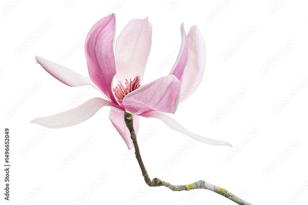 Obraz premium Magnolia liliiflora flower on branch with leaves, Lily magnolia flower isolated on white background with clipping path