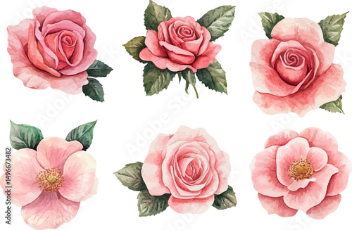 set of roses vector illustration