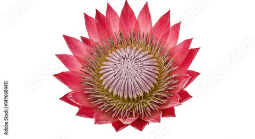 A truly stunning King Protea bloom, an iconic representation of South African flora. Ideal for showcasing natural beauty and unique botanicals.