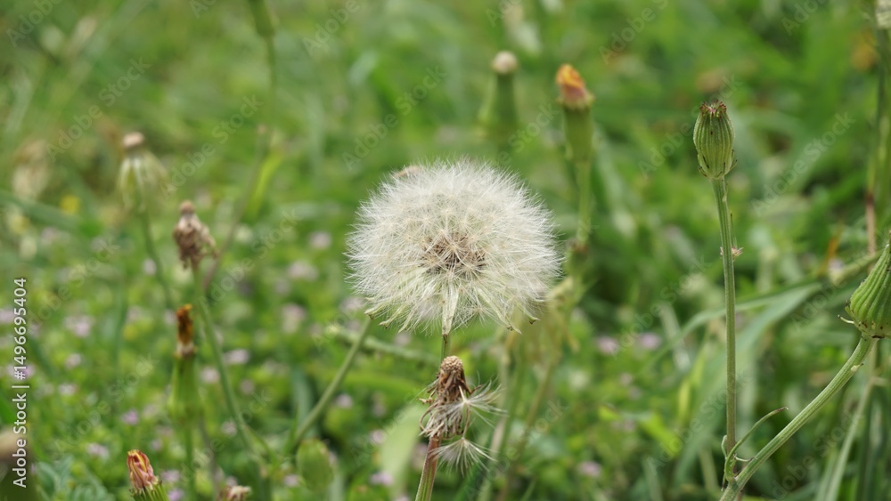 Fototapeta premium Pflugerville, TX - April 17, 2025: Wildflower field - dandelions