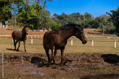 Brown Horse Covered in Mud Standing in Puddle on Farm Field.