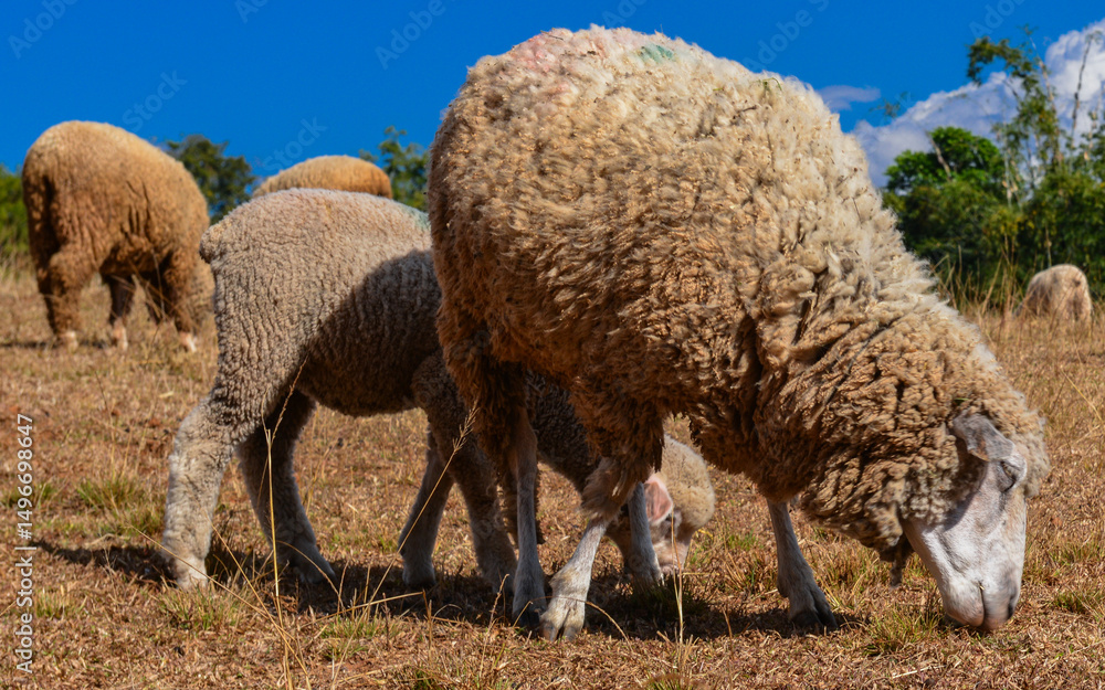 Fototapeta premium Group of Woolly Sheep Grazing on Dry Straw Under Tree in Farm Setting.