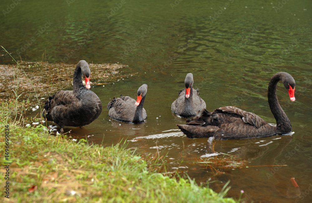 Fototapeta premium Black swans swimming together in calm pond
