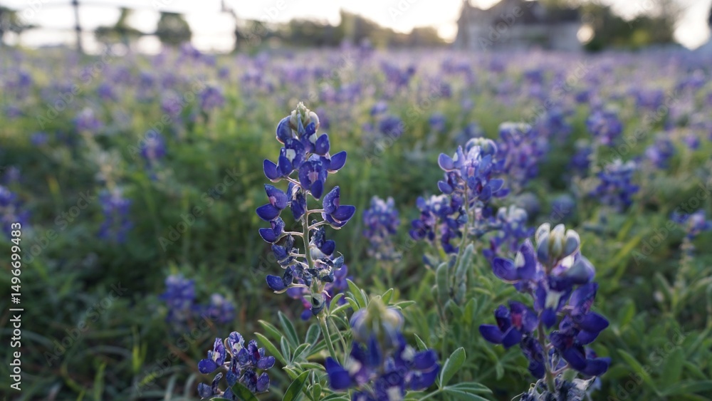 Obraz premium Pflugerville, TX - April 12, 2025: Heritage Park - Texas Bluebonnets in the morning