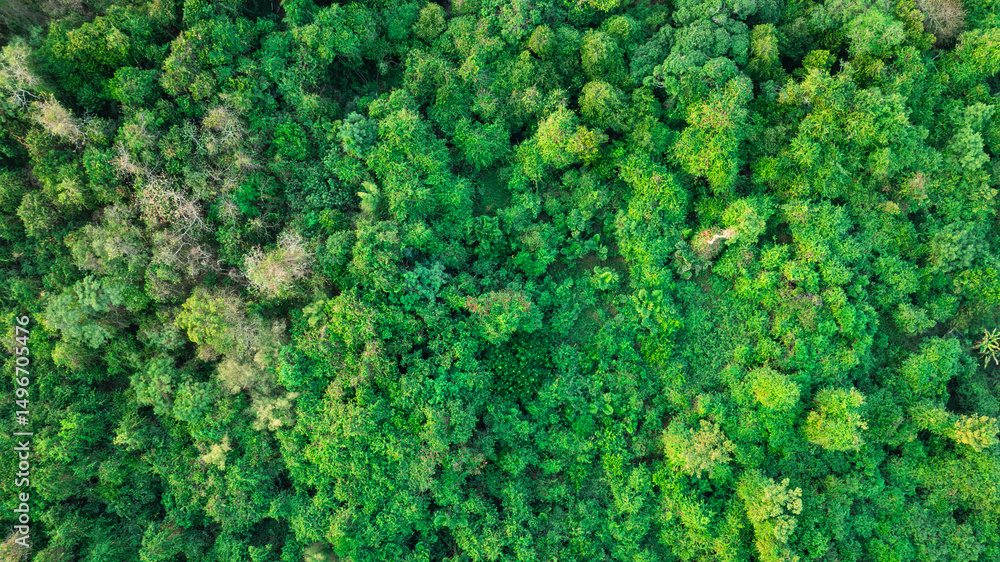 Naklejka premium aerial view of dark green forest Abundant natural ecosystems of rainforest. Concept of nature forest preservation and reforestation 