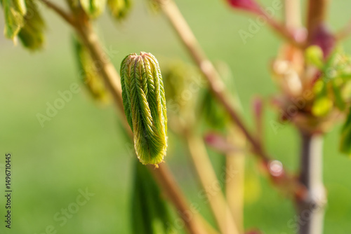 Green spring leaves, natural background