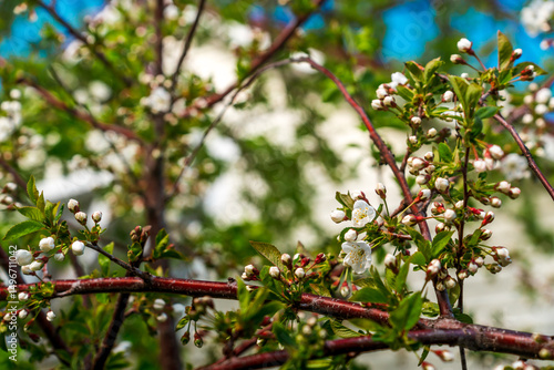 A blooming spring tree with flowers on a blue sky background with a place for text, natural background