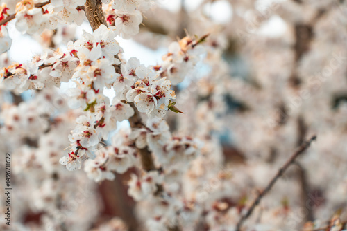 A blooming spring tree with flowers on a blue sky background with a place for text, natural background