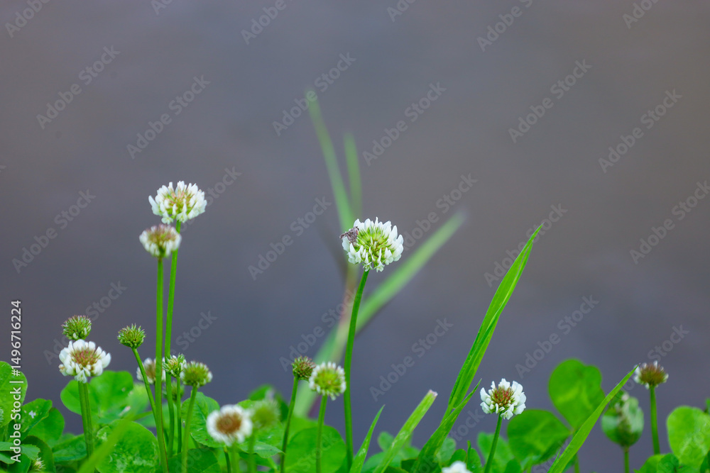 Fototapeta premium Delicate white clover flowers against a blurred background create a serene and natural image. This composition highlights the simplicity and beauty of nature, ideally suited for design and artistic pr