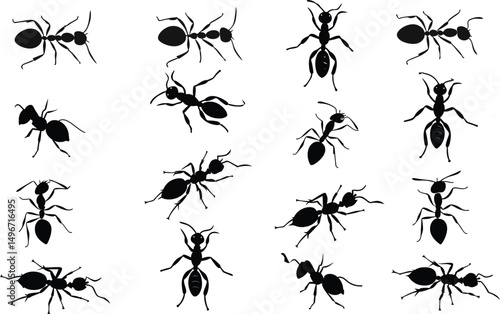 set of black ants