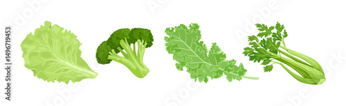 Green vegetables set. Vector cartoon illustration of broccoli, kale leaf, lettuce and celery