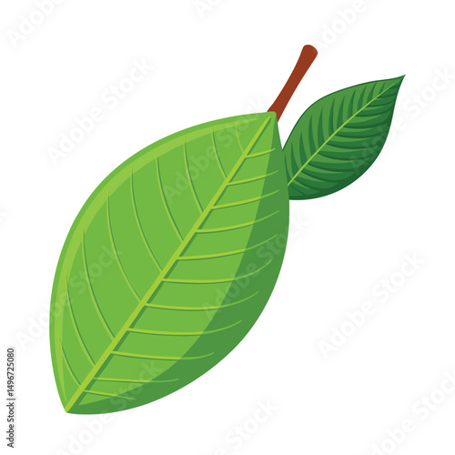 Guava leaf Vector illustration, ,scientific name Psidium guava, herb leaf, isolated on white background.