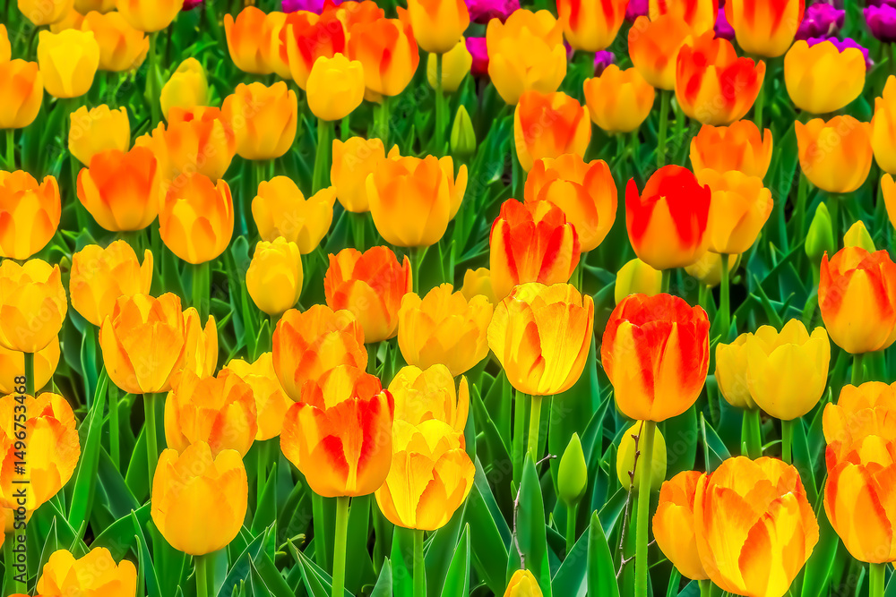 Obraz premium 美しいチューリップの花 