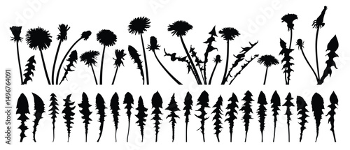 The set silhouettes of field dandelions.