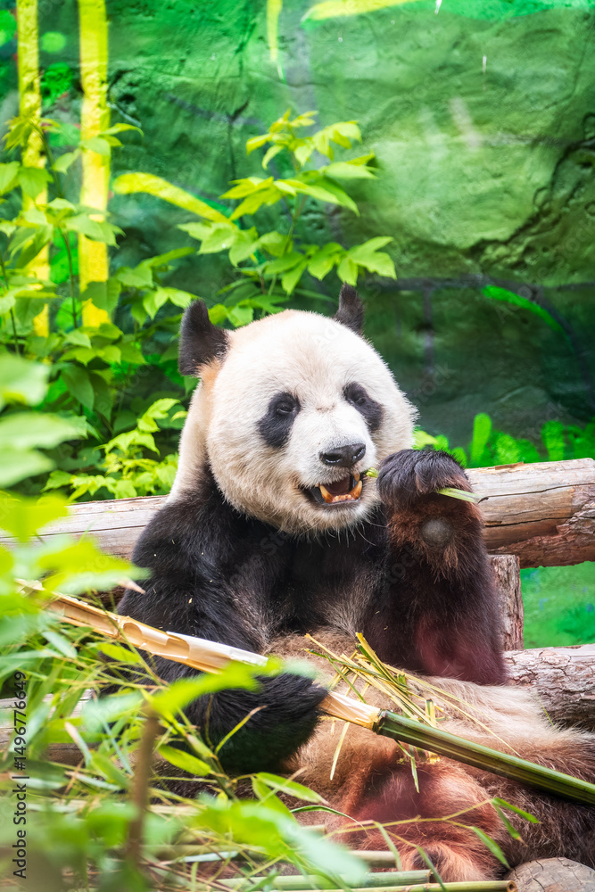 Obraz premium The Giant Panda Bear sits while eating a bamboo stalk