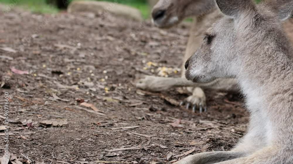 Close-Up of Kangaroo Resting on Earthy Ground Close-Up of Kangaroo Resting on Earthy Ground