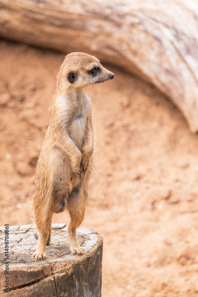 Fototapeta premium Meerkat, Suricata suricatta, on hind legs. Portrait of meerkat standing on hind legs with alert expression. Portrait of a funny meerkat sitting on its hind legs.