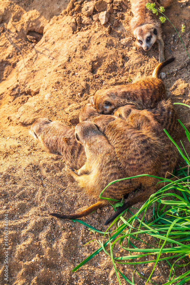 Obraz premium A group of cute meerkats. Meerkat Family are sunbathing.