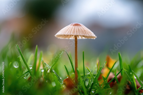 Wallpaper Mural Mushroom Growing in Shape of Tiny Umbrella in Grass Torontodigital.ca